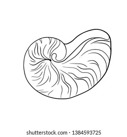 Beautiful seashell line vector illustration	