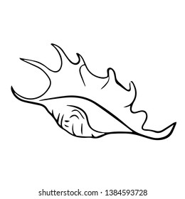 Beautiful seashell line vector illustration	