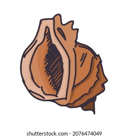 bonito dibujo sencillo de conchas marinas. imagen vectorial de boceto