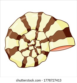 beautiful seashell vector illustration isolated on white background