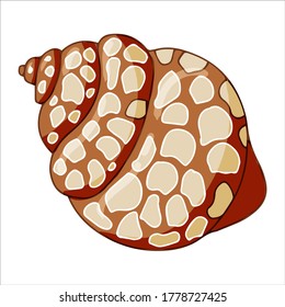 bella ilustración vectorial de la concha de mar aislada en fondo blanco