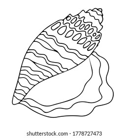 beautiful seashell vector illustration isolated on white background