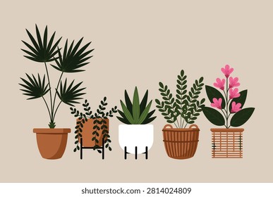 Beautiful selection of indoor potted houseplants including palm and succulent varieties arranged in a simple horizontal row.
