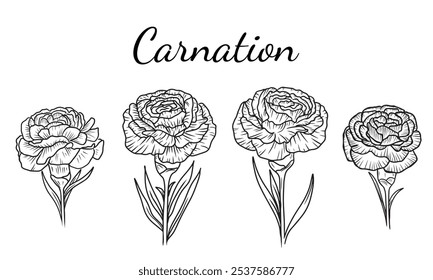 Beautiful set of carnation flower with leaves in black isolated on white. Hand drawn vector sketch illustration in doodle engraved vintage line art style. Birth month flower, realistic botanical icon