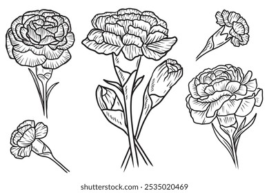 Beautiful set with carnation flowers, bud, with leaves in black on white background. Hand drawn vector sketch illustration in doodle engraved vintage line art style. Botanical art, flower design