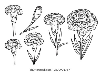 Beautiful set with carnation flowers, bud, with leaves in black on white background. Hand drawn vector sketch illustration in doodle engraved vintage line art style. Botanical art, flower design