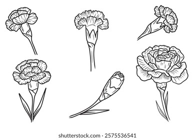 Beautiful set with carnation flowers, bud, with leaves in black on white background. Hand drawn vector sketch illustration in doodle engraved vintage line art style. Botanical art, flower design