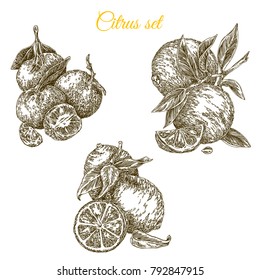 Beautiful set of citrus. Fruit on branch with leaves. Mandarin, lemon and orange. Engraving style. Vector illustration.