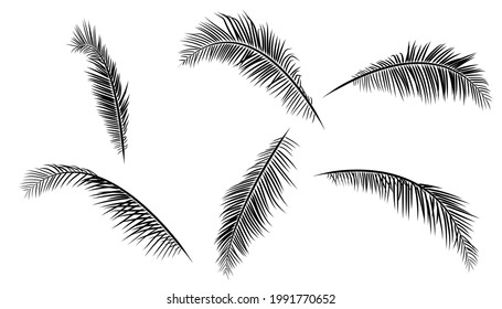 Beautiful set of coconut leaves. Black silhouettes Vector illustration.