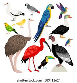 Beautiful set of colored birds:albatross, colibri, toucan, parrot, ostrich, condor, ibis, eider, canary