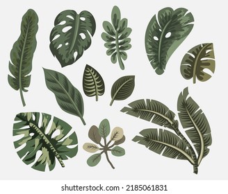 Beautiful set of exotic tropical jungle leaves, vector illustration