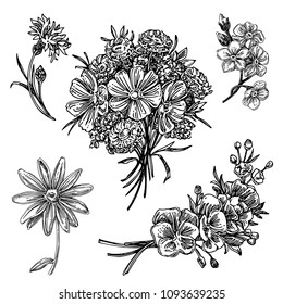 Beautiful set field flowers. Sketch. Engraving style. Vector illustration.