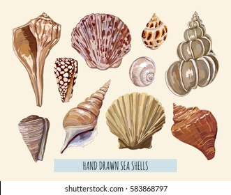 Beautiful set of hand drawn sea shells isolated on white background.