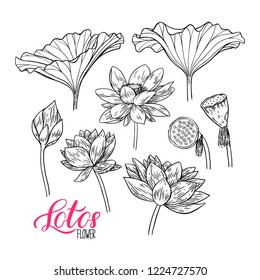 Beautiful set of lotus flower and leaves. Hand-drawn illustration