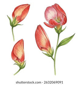 Belo conjunto de flores e botões rosa e vermelho florescendo. Perfeito para convites de casamento, impressões botânicas, padrões de tecido e projetos de design romântico. Elegância pintada à mão.