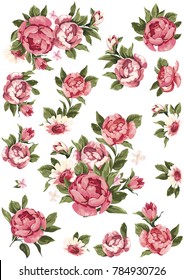 Beautiful set of rose flowers isolated on white Vector Illustration