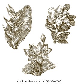 Beautiful set of tropical flowers with stems. Lotus, heliconia and magnolia. Vintage style. Vector illustrations.
