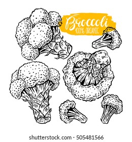 beautiful set of a variety of sketch broccoli. hand-drawn illustration