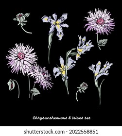 Bonito conjunto con vector   crisantemo floreciente y flores de iris. Ilustración bursátil.