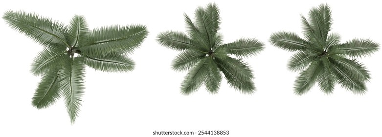 Beautiful shape of green Acanthophoenix crinita trees isolated on transparent Canvas from the top view