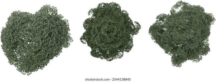 Beautiful shape of green trees isolated on transparent Canvas from the top view