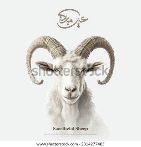beautiful Sheep - Arabic translation: Eid Adha Mubarak