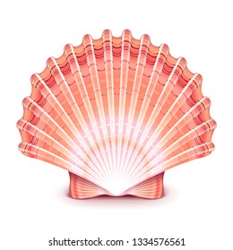 Beautiful shell isolated on white photo-realistic vector illustration