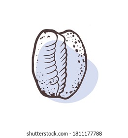 Beautiful shell shape, trendy sketch style seashell. Vector illustration for logo, menu design, printing on clothes, corporate identity of the hotel, spa salon. Sketch hand drawn. Triviidae is a