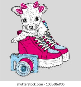 Beautiful shoes, camera and cute puppy. The dog breeds chihuahua. Vector illustration.