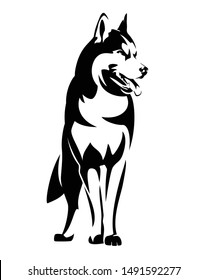 beautiful siberian husky black and white vector outline - standing dog portrait