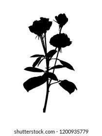 Beautiful Silane White and Black Roses. Isolated on White Background. Vector Illustration. EPS10