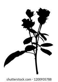 Beautiful Silane White and Black Roses. Isolated on White Background. Vector Illustration. EPS10