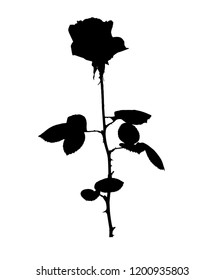 Beautiful Silane White and Black Roses. Isolated on White Background. Vector Illustration. EPS10
