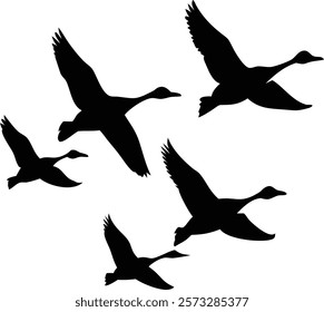 Beautiful Silhouettes of Geese in the Sky
