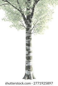 A beautiful silver birch tree vector with a characteristic white bark and creative stipple texture isolated for forest designs.