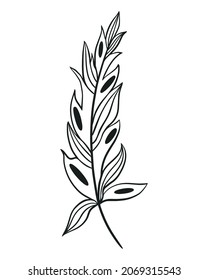 Beautiful single feather, isolated object. Bird feather on white background, vector illustration handmade graphics.
