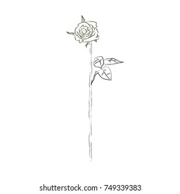 beautiful single rose, greeting card hand drawn vector illustration realistic sketch