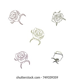 beautiful single roses