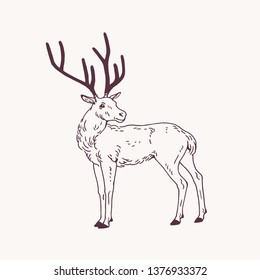 Beautiful sketch drawing standing male deer  reindeer stag and antlers  Graceful forest animal hand drawn and contour lines light background  Side view  Monochrome vector illustration 