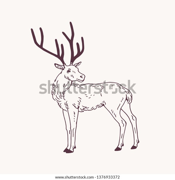 Beautiful Sketch Drawing Standing Male Deer Stock Vector Royalty Free