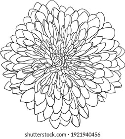 Beautiful sketch flower on white background
