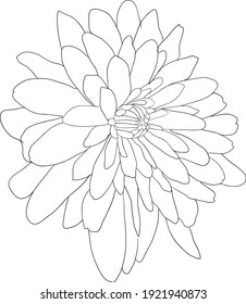 Beautiful sketch flower on white background