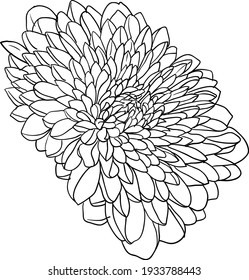 Vector Outline Flowers Chrysanthemum Black White Stock Vector (Royalty ...