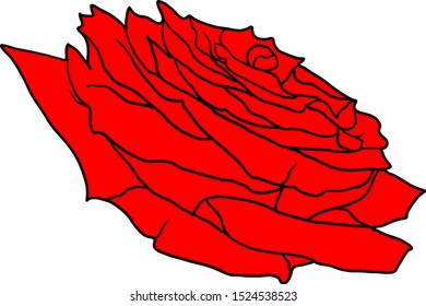 Beautiful sketch red of a rose flower on a white background