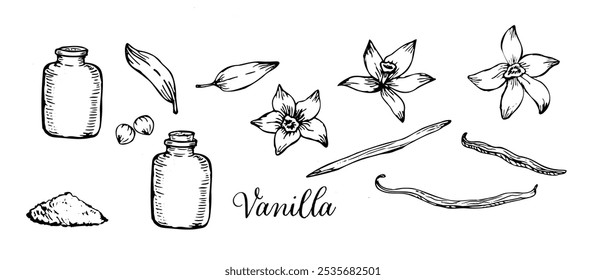 Beautiful sketch of vanilla flowers and pods in a delicate, hand-drawn style. A perfect line art illustration for natural, organic products.