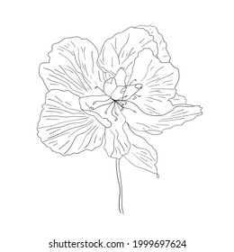 Beautiful sketched flower on white background. Vector illustration. Botanical design element. Coloring book page.