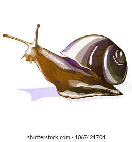 
Beautiful snail vector illustration