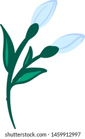Beautiful snowdrops, illustration, vector on white background.