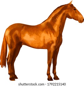 beautiful Spanish horse standing still, isolated vector realistic image on white  background 