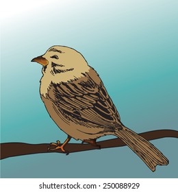 Beautiful sparrow